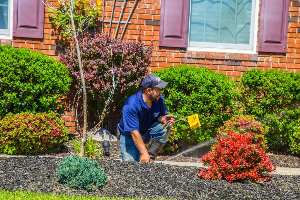 A professional landscaper kneels, spraying a vibrant red bush in a mulched